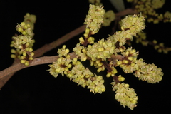 Nothopegia racemosa